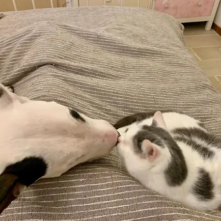 לינה וארוחת בוקר Ginko 3*