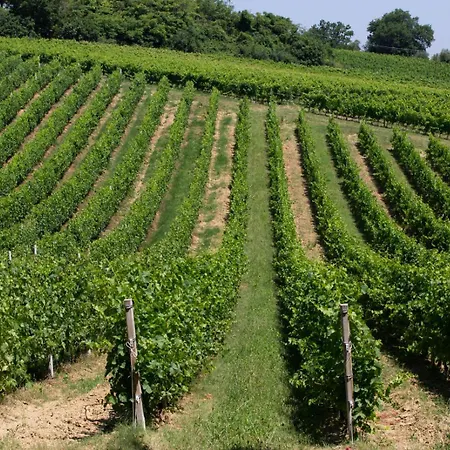 Ginko קסטרוקארו טרמה