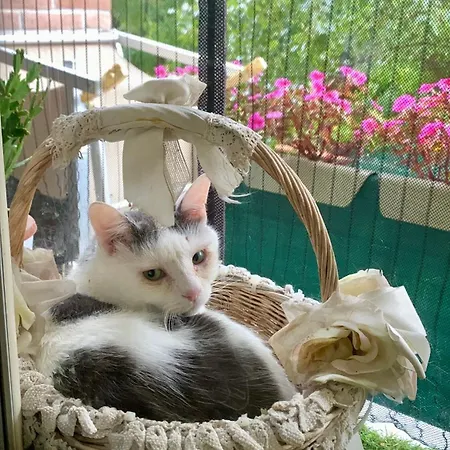 Ginko קסטרוקארו טרמה