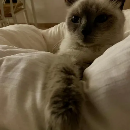 לינה וארוחת בוקר Ginko קסטרוקארו טרמה