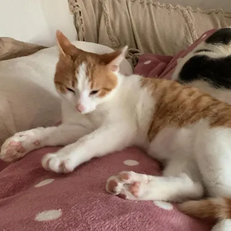 Ginko לינה וארוחת בוקר