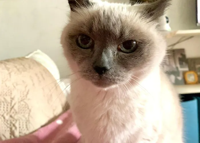 Ginko Castrocaro Terme