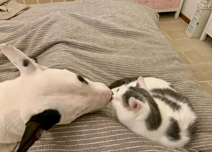 Bed and Breakfast Ginko 3*