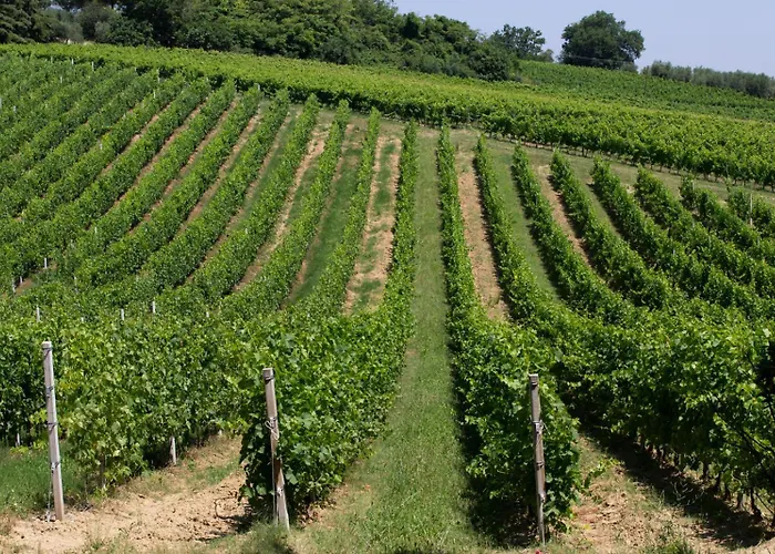 Ginko Castrocaro Terme