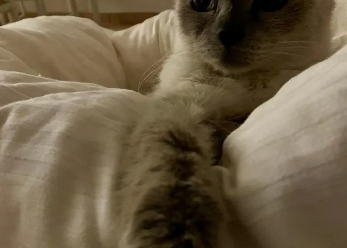 Bed & Breakfast Ginko Castrocaro Terme