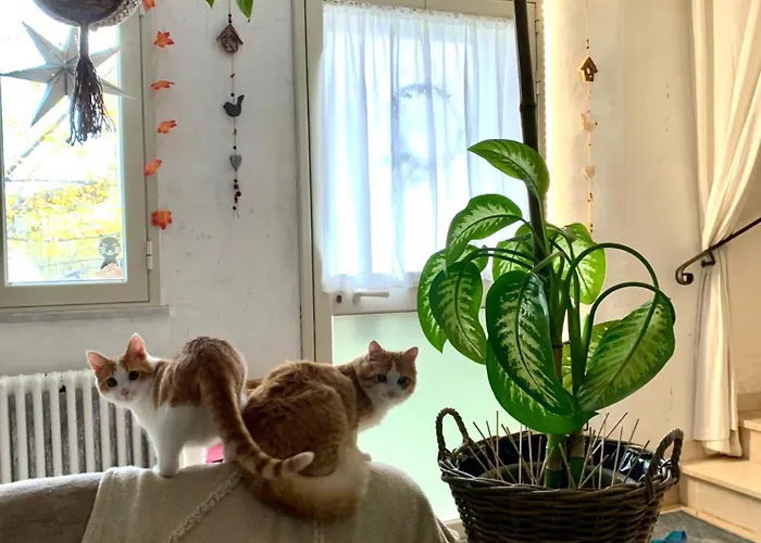 Bed & Breakfast Ginko