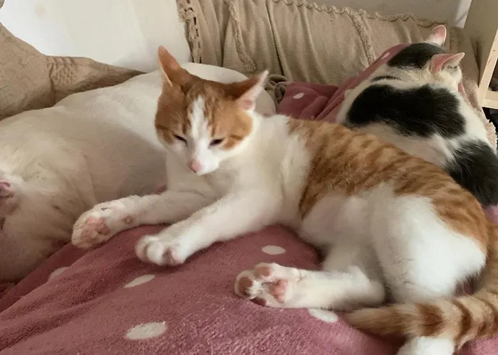 Ginko Bed and Breakfast